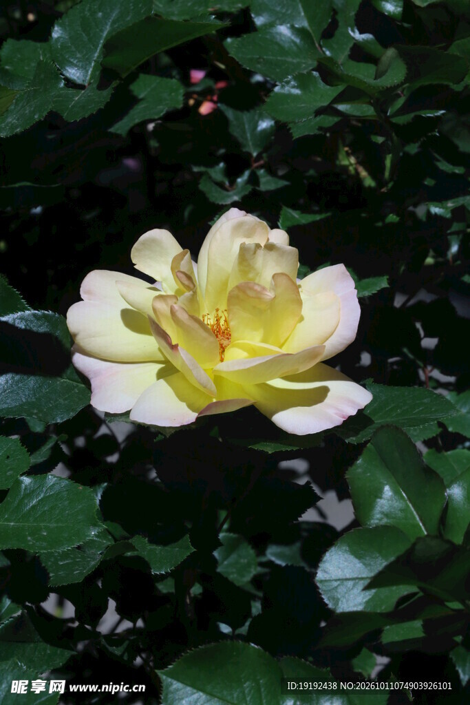 月季花