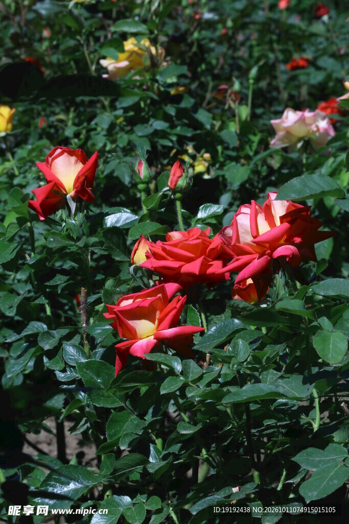 月季花