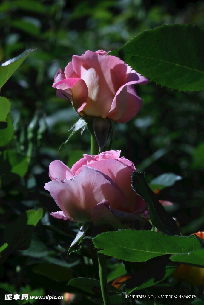 月季花