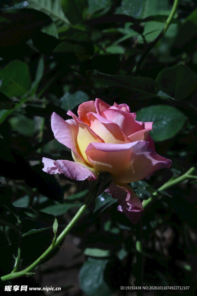 月季花 