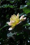 月季花 