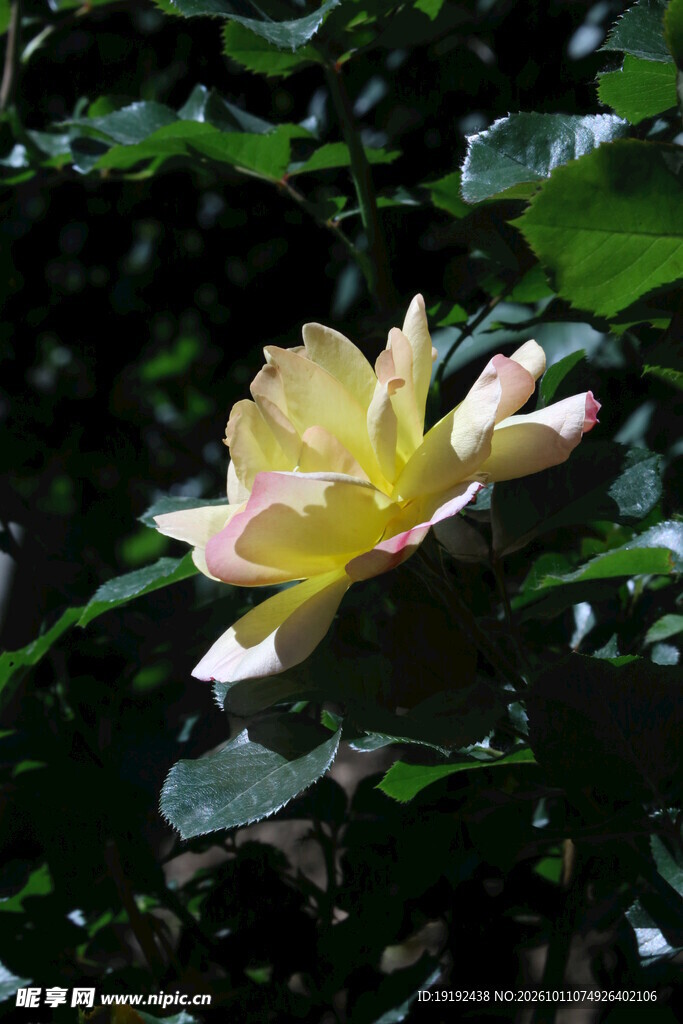 月季花 