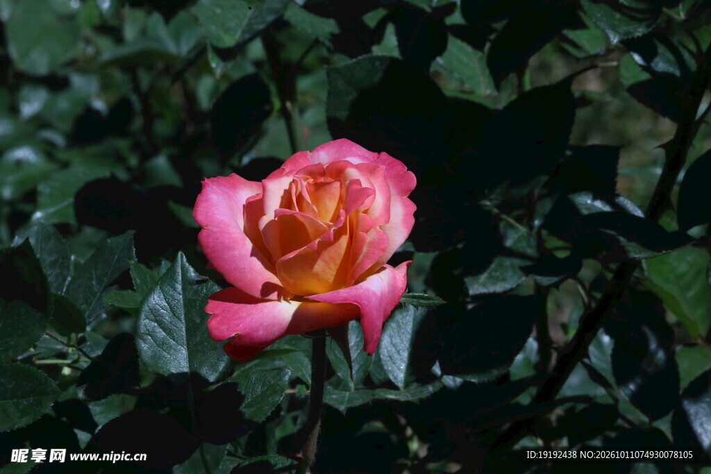 月季花 