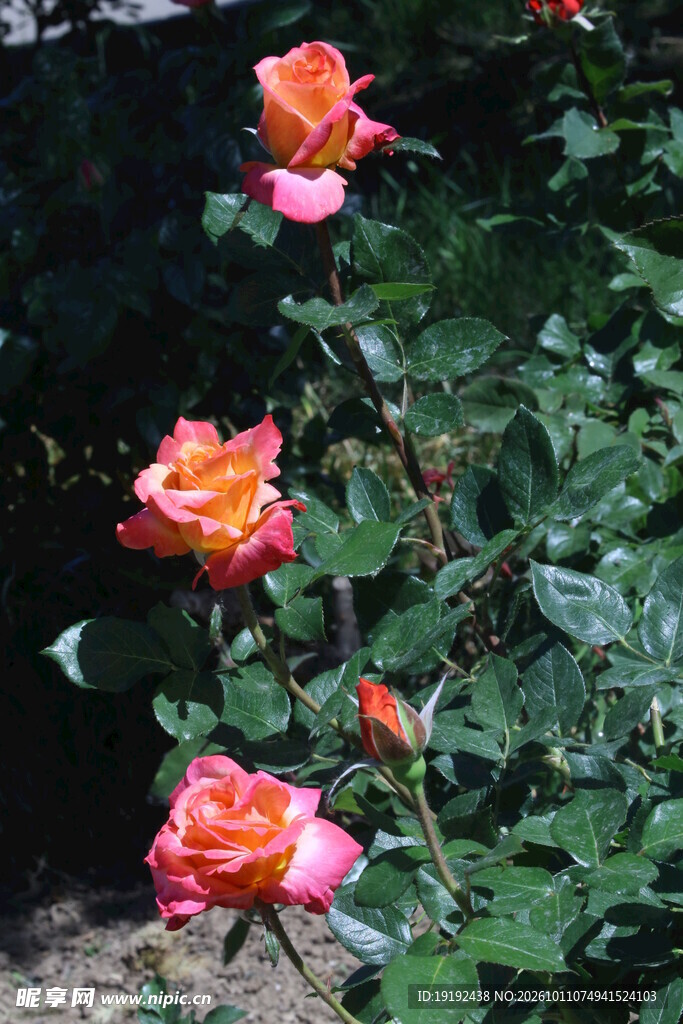 月季花 