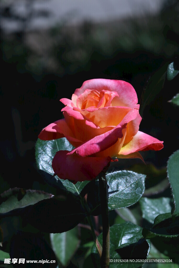 月季花