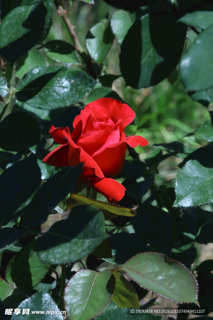 月季花 