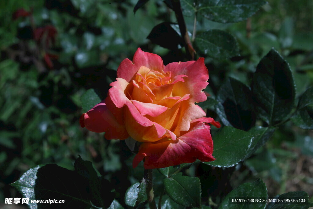 月季花 