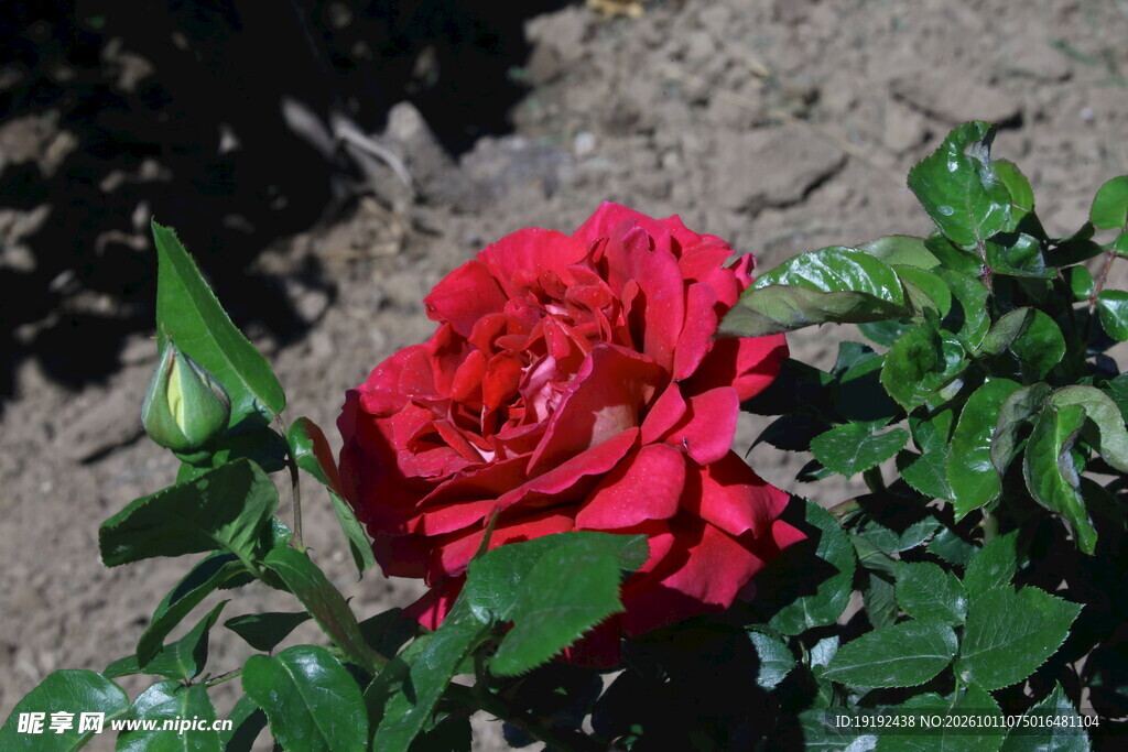 月季花