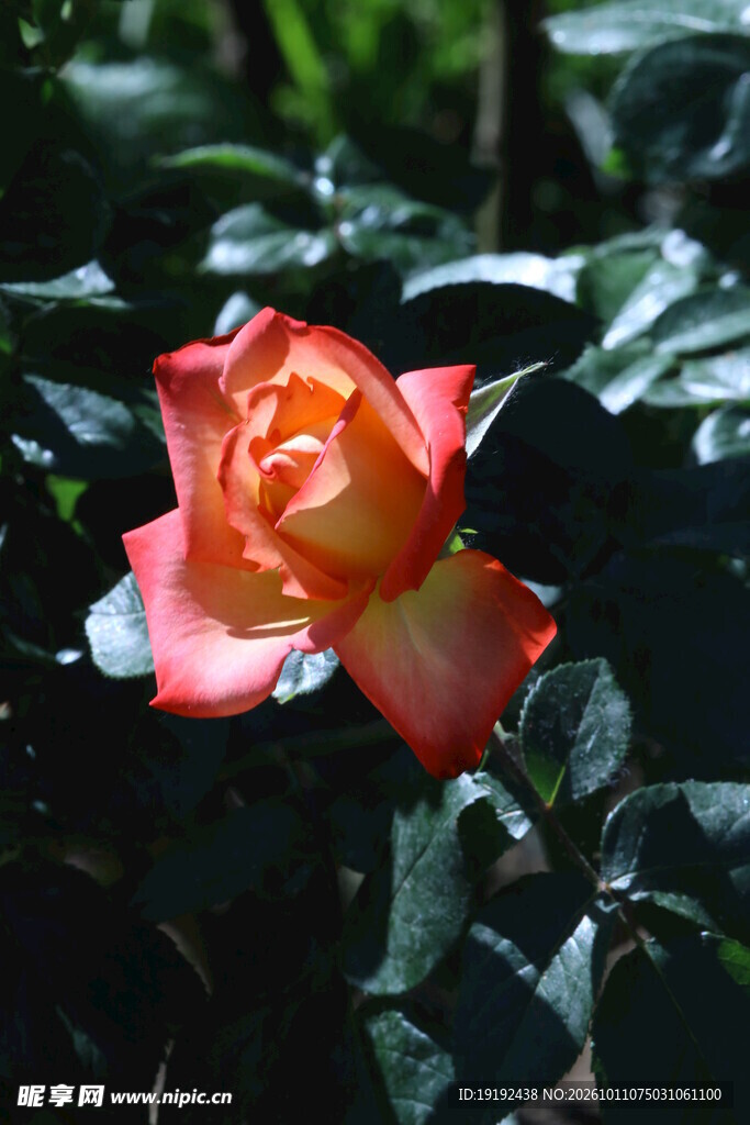 月季花