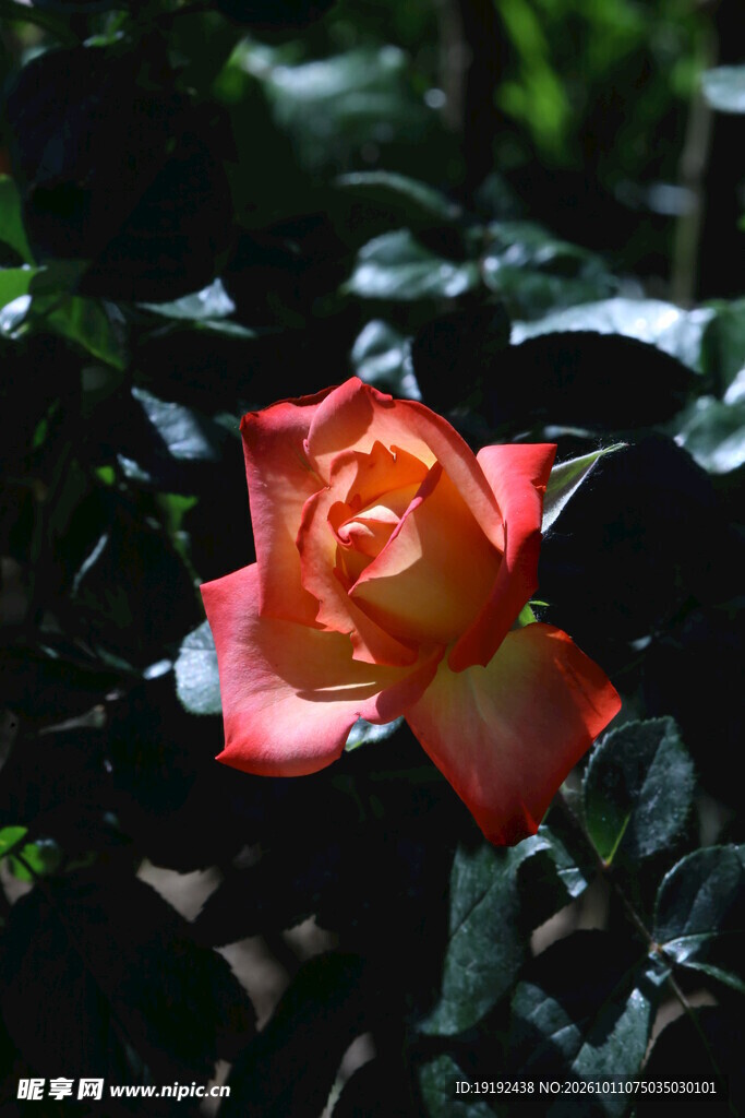 月季花 