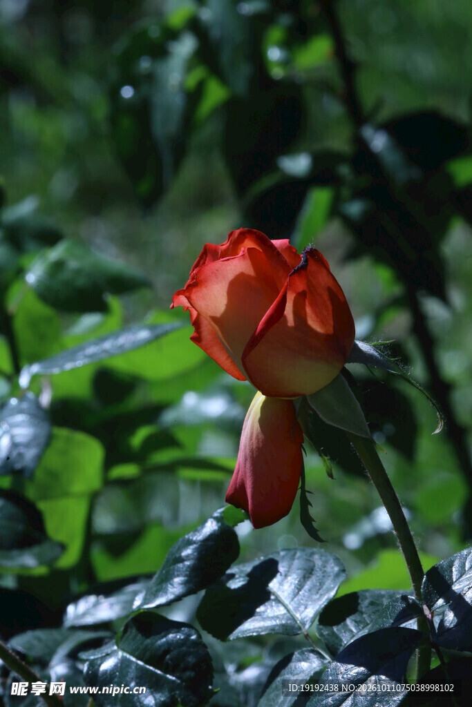 月季花 
