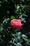 月季花 