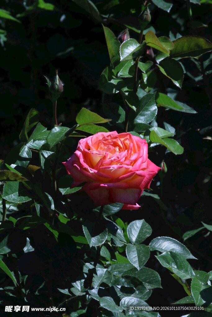 月季花 