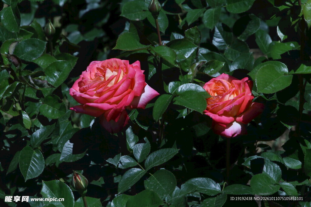 月季花
