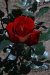 月季花 