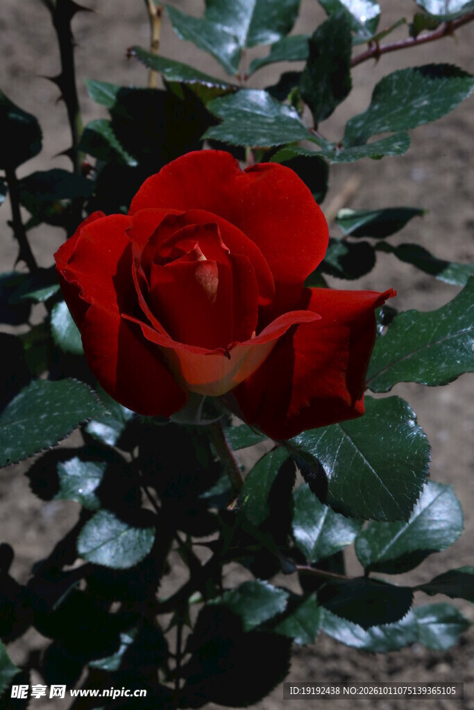 月季花 