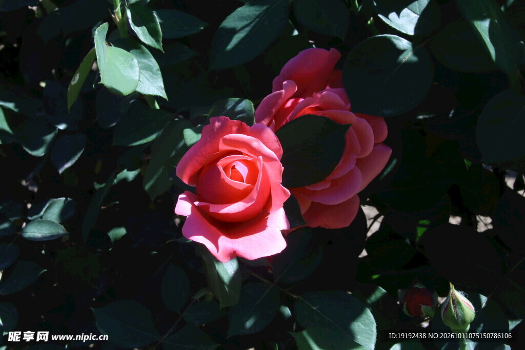 月季花