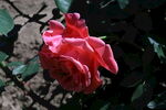 月季花 