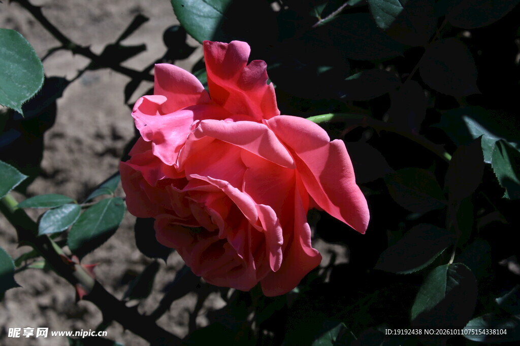 月季花 