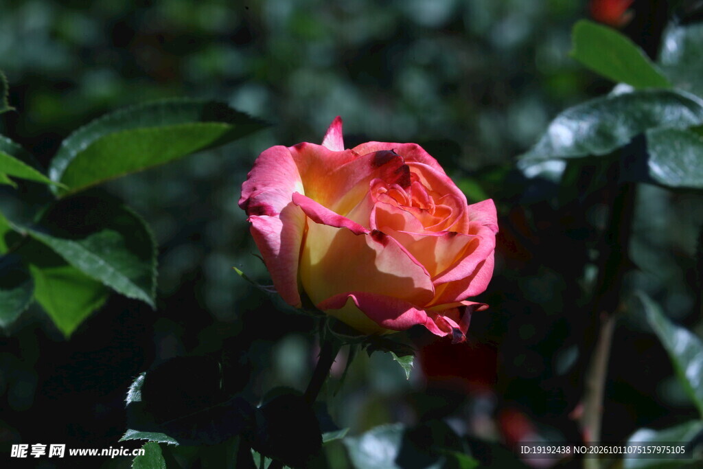 月季花 