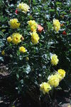 月季花
