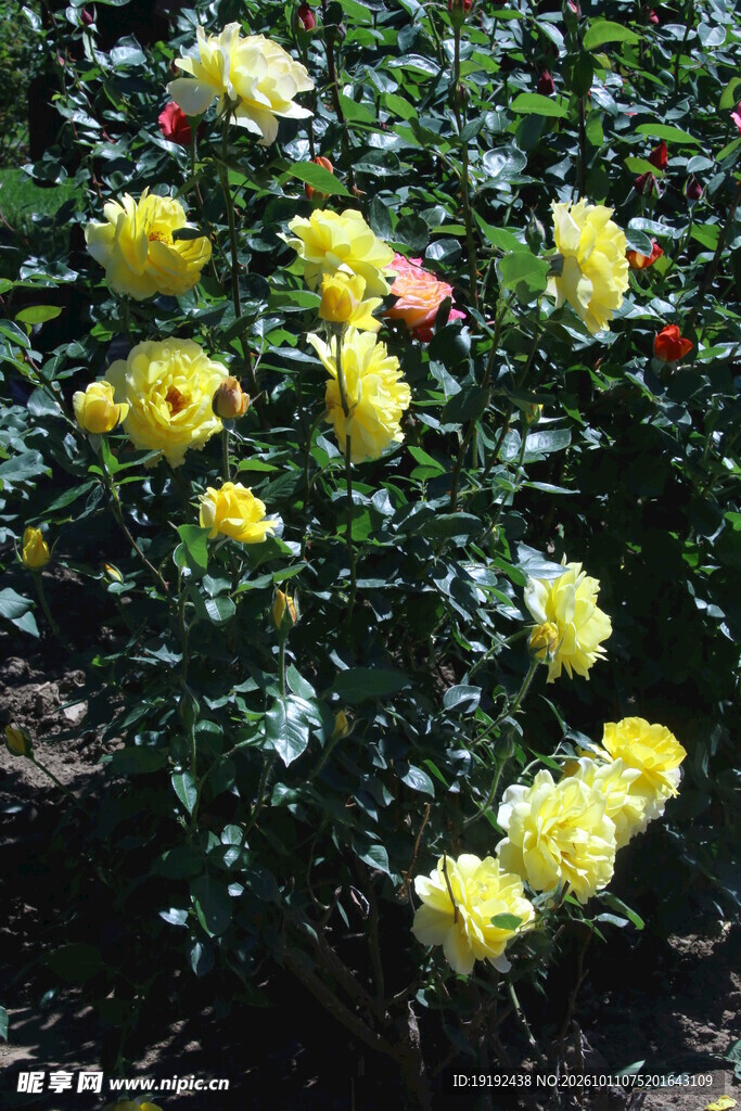 月季花