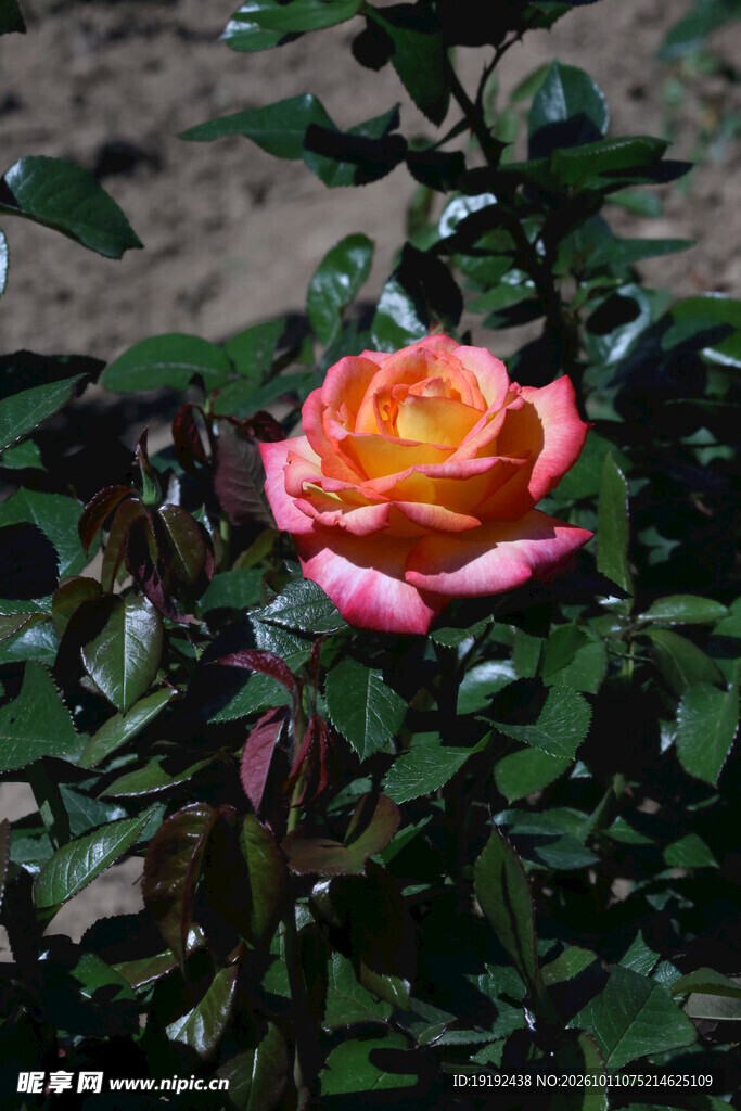 月季花  