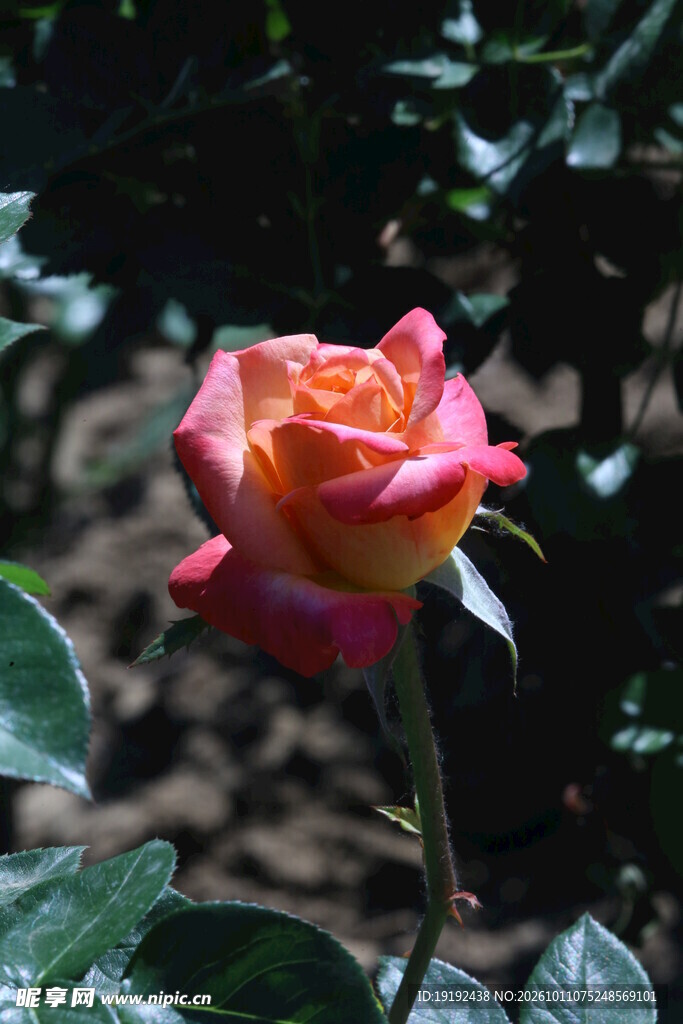 月季花 
