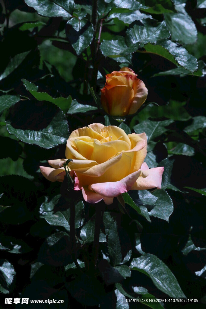 月季花 