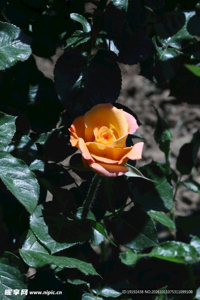 月季花