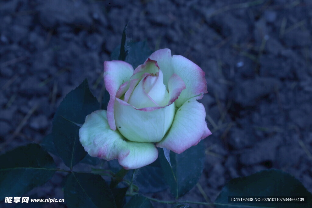 月季花 