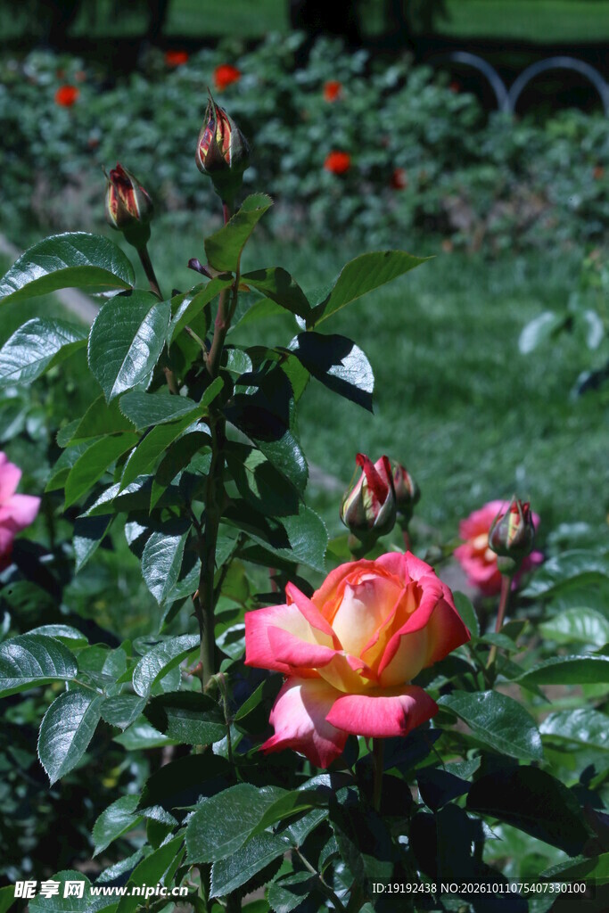 月季花