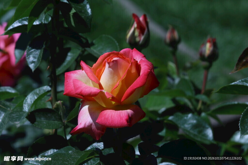 月季花 