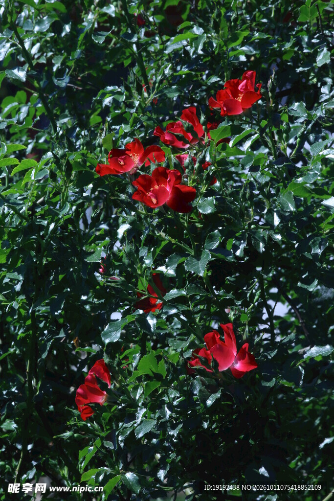 月季花