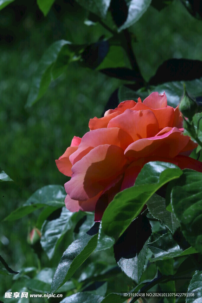 月季花 