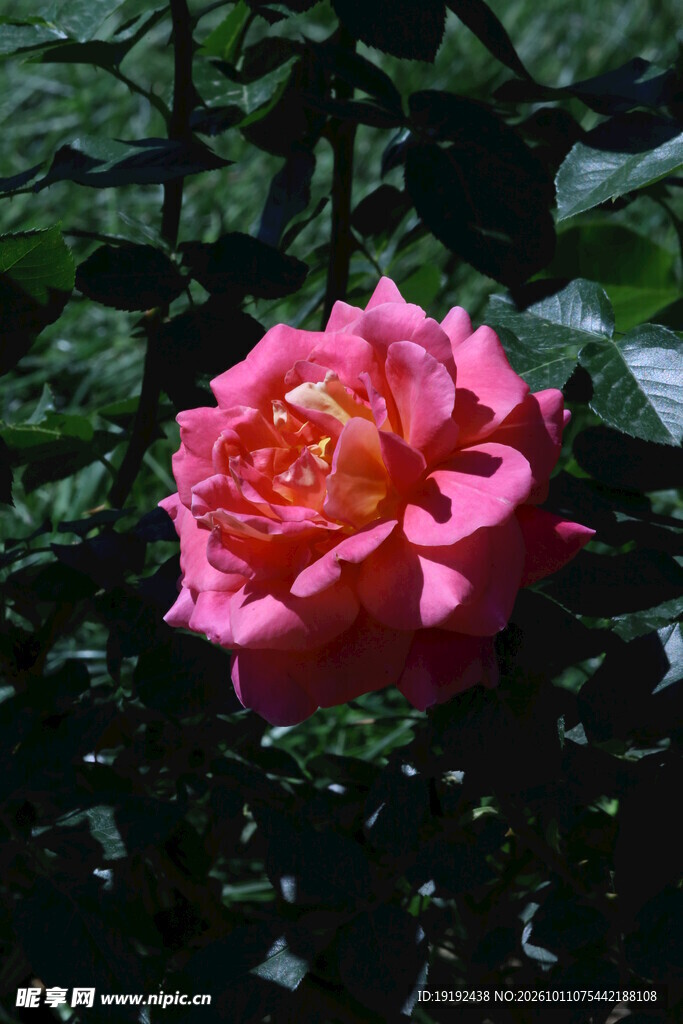 月季花