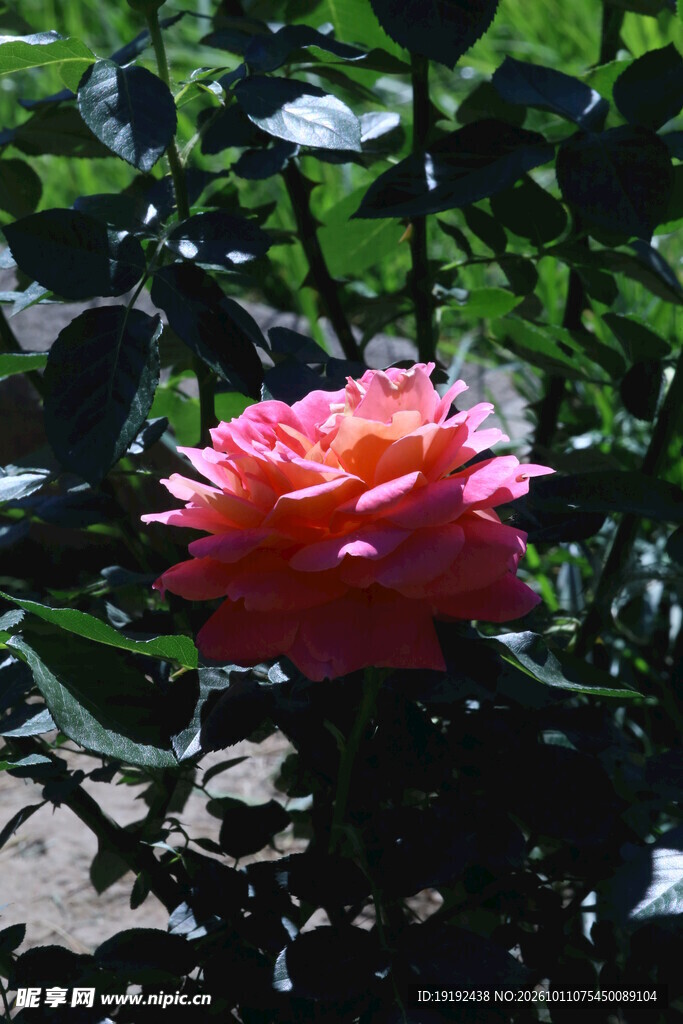 月季花 
