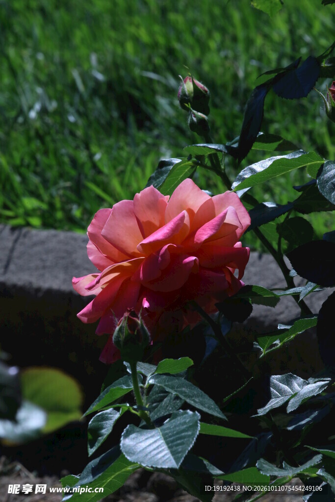 月季花