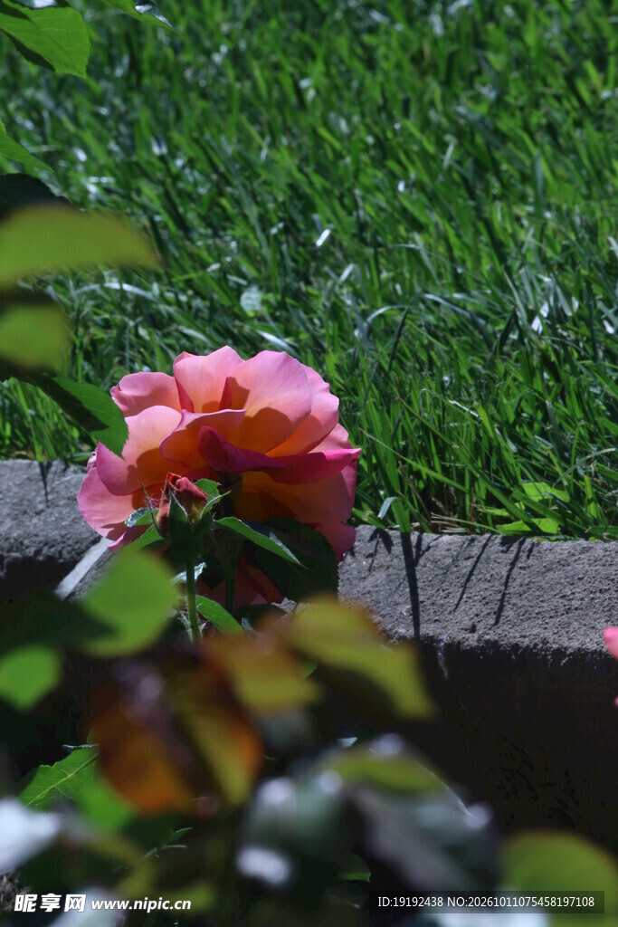 月季花 