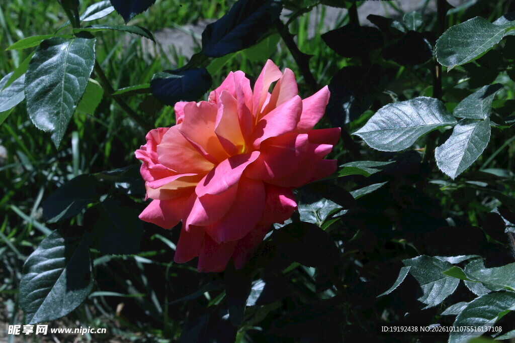 月季花