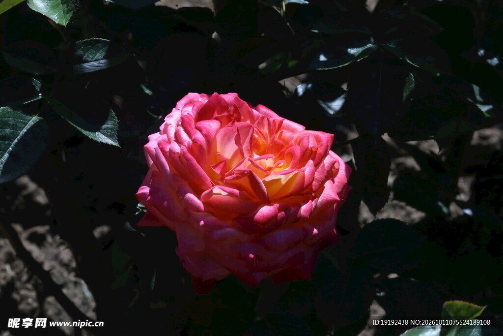 月季花