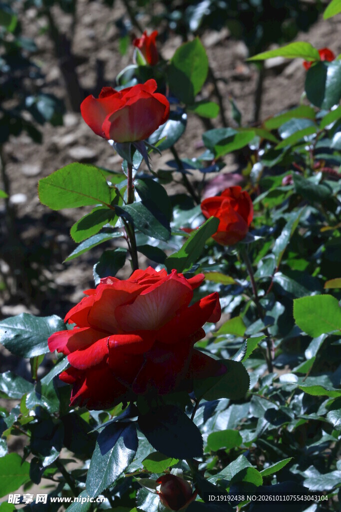 月季花