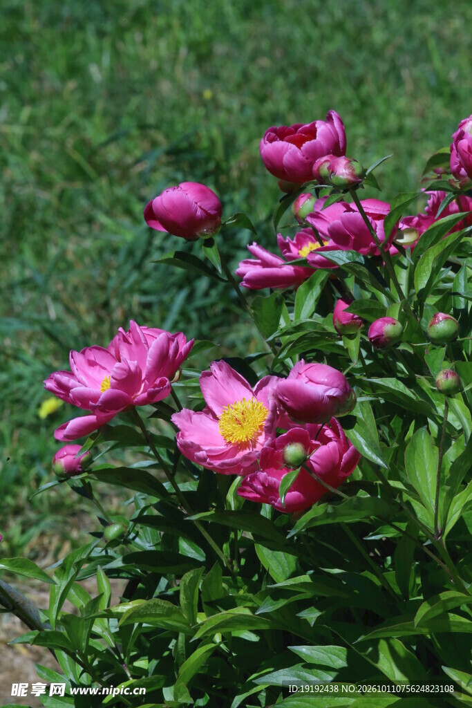 芍药花  