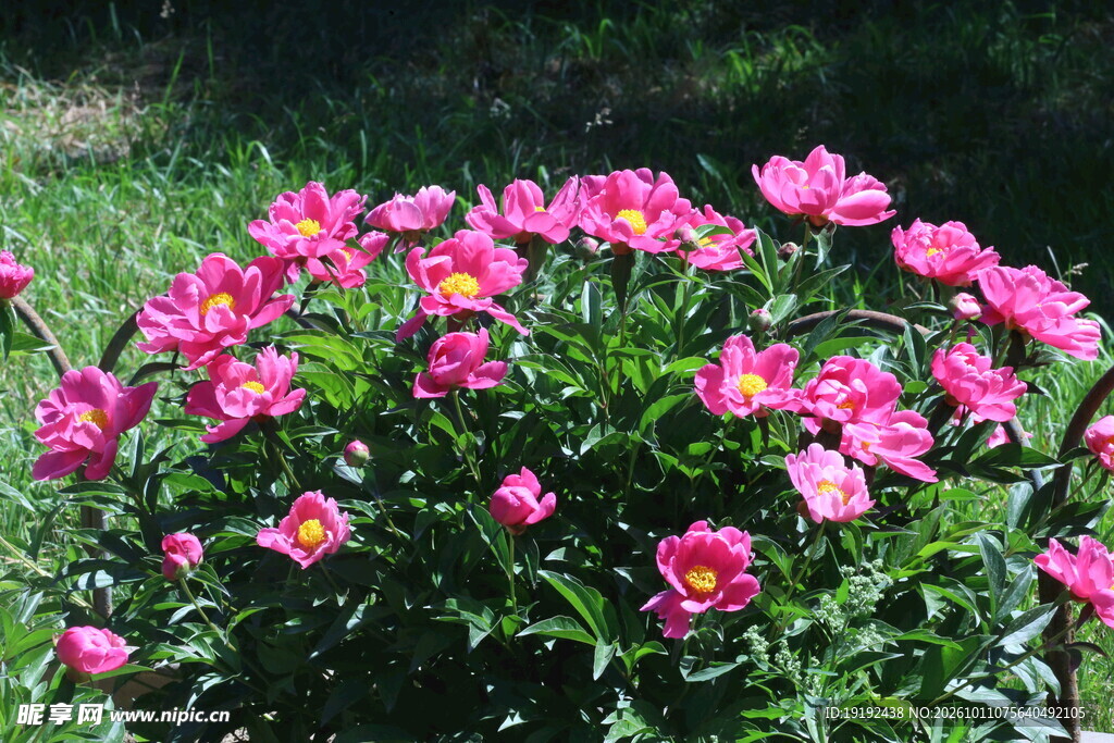 芍药花 