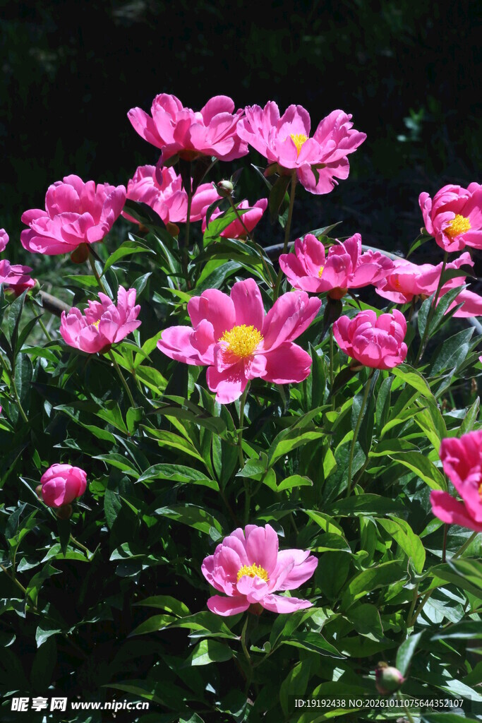 芍药花  