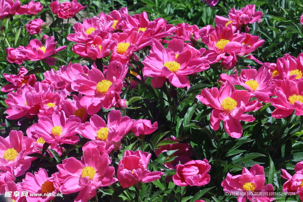 芍药花 