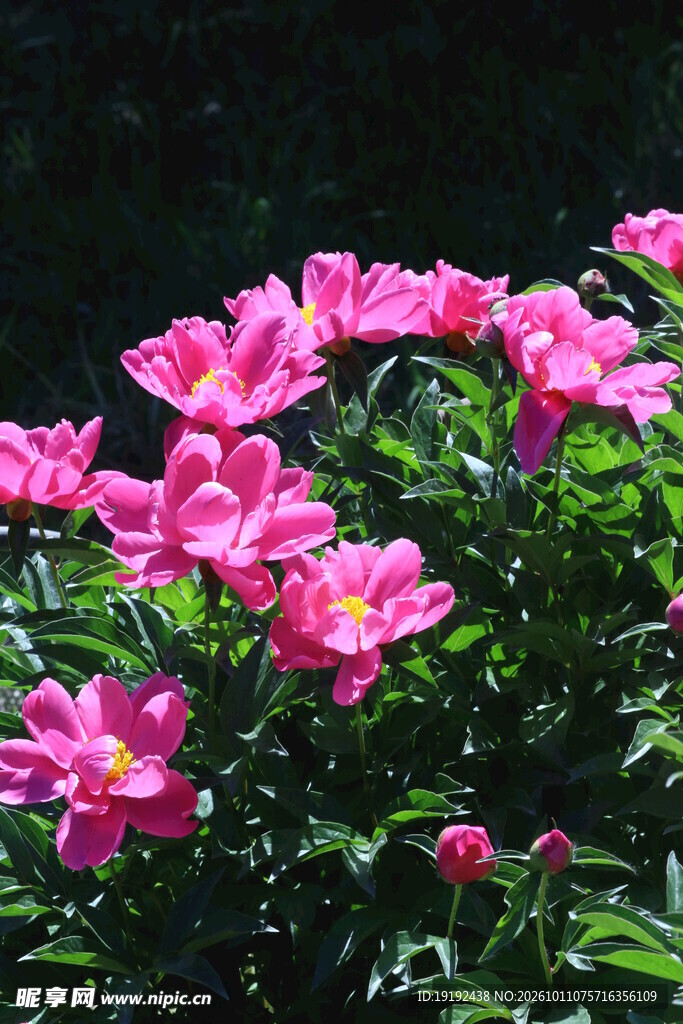芍药花  