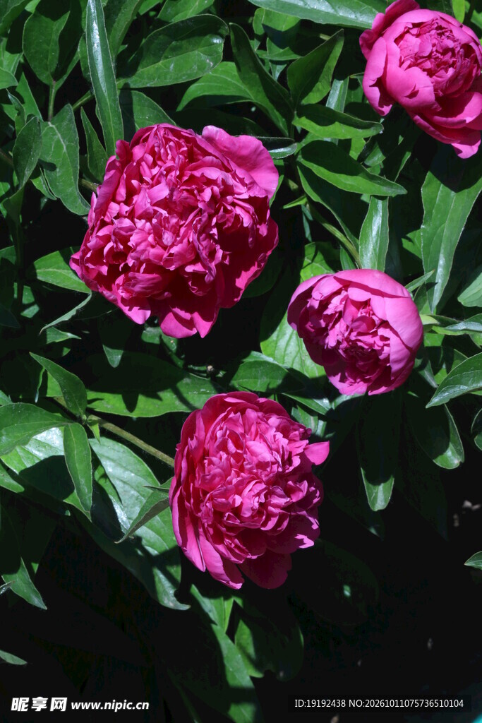 芍药花  
