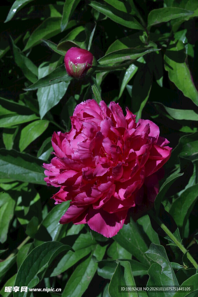 芍药花  