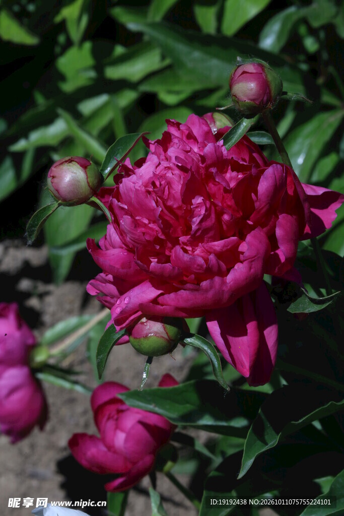 芍药花 